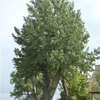 Populus_canescens_2007_4246.jpg