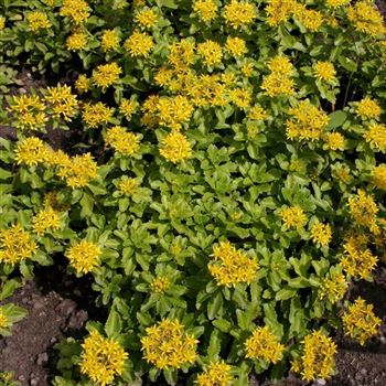 Sedum_kamtschaticum_var_ellacombianum_HRM_Q3.jpg