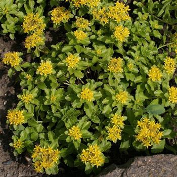 Sedum_kamtschaticum_var_ellacombianum_HRM_Q2.jpg