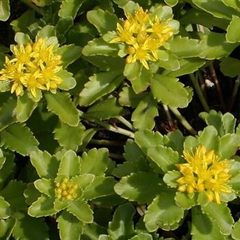 Sedum_kamtschaticum_var_ellacombianum_HRM_Q1.jpg