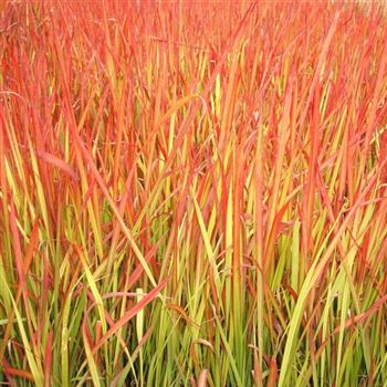 Imperata_cylindrica_Red_Baron_WI_Q1.jpg