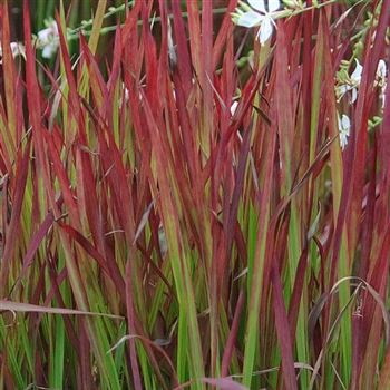 Imperata_cylindrica_Red_Baron_HRM_Q1.jpg