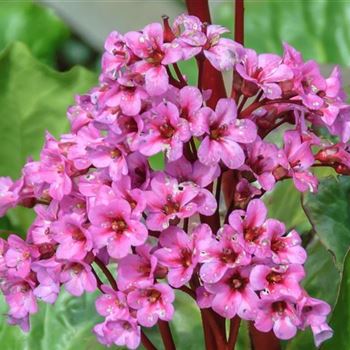 Bergenia_cordifolia_HRM_Q1.jpg