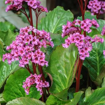 Bergenia_cordifolia_HRM_Q2.jpg