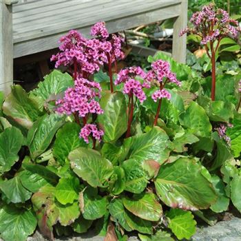 Bergenia_cordifolia_HRM_Q3.jpg