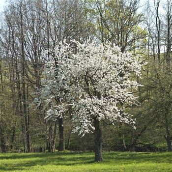 Prunus_avium_2007_0452_q.jpg