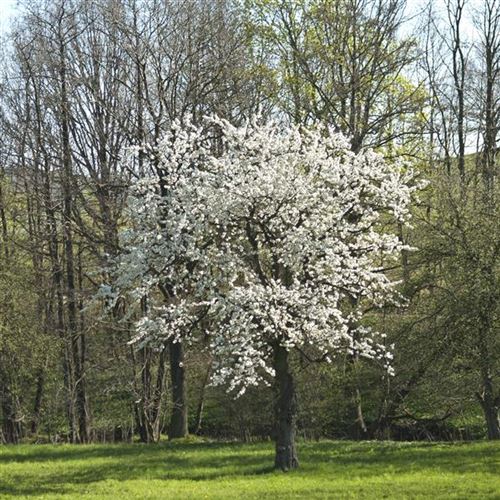Prunus avium