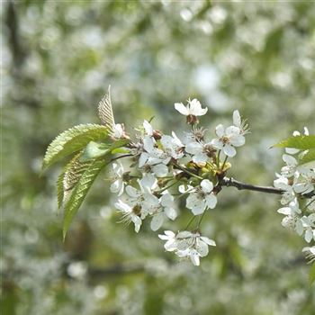 Prunus_avium_2008_1632_q.jpg