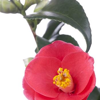 Camellia japonica