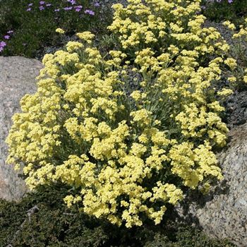 Alyssum_saxatile_Sulphureum_HRM_Q2.jpg