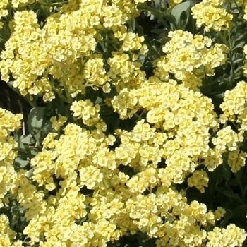 Alyssum_saxatile_Sulphureum_HRM_Q1.jpg