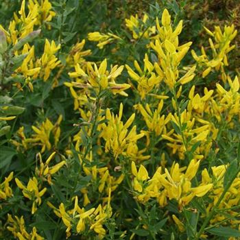 Genista_tinctoria_Royal_Gold_2005_3749.jpg