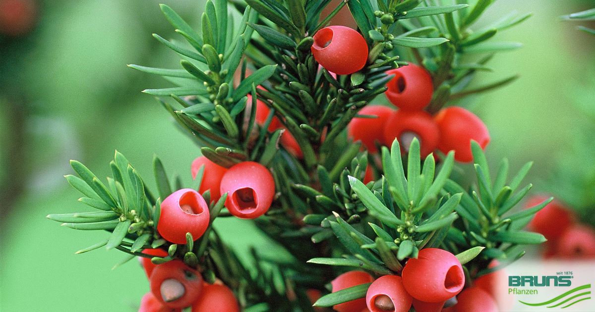 Taxus media 'Hicksii' von Bruns Pflanzen