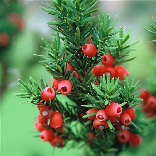 Taxus media 'Hicksii'