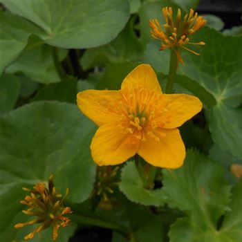 Caltha_palustris_WI_Q2.jpg