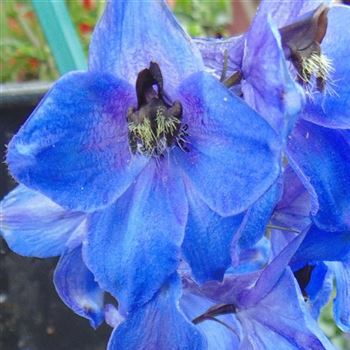 Delphinium_Finsteraarhorn_WI_Q2.jpg