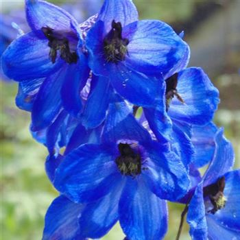 Delphinium_Finsteraarhorn_WI_Q1.jpg