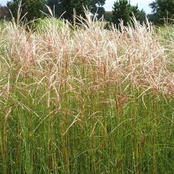 Miscanthus_sinensis_Kleine_Fontaene_WI_Q1.jpg