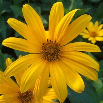 Heliopsis_scabra_Hohlspiegel_WI_Q1.jpg