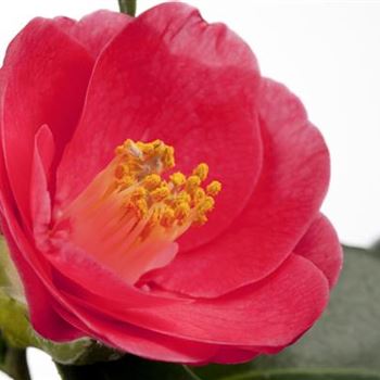 Camellia japonica