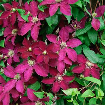 Clematis_Ernest_Markham_2006_3391_q.jpg