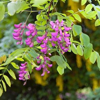 Robinia_margaretta_Casque_Rouge_2008_3190.jpg