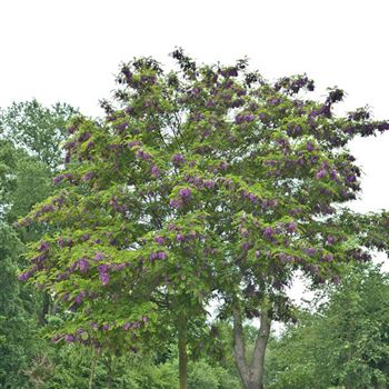 Robinia_margaretta_Casque_Rouge_2009_2450.jpg