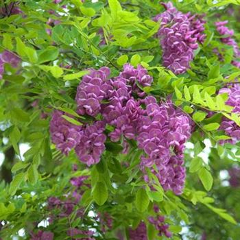 Robinia_margaretta_Casque_Rouge_2009_2452.jpg