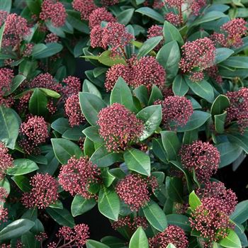 Skimmia_japonica_Rubella_2009_0148.jpg