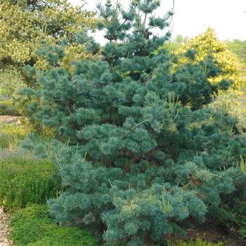 Pinus_parviflora_Negishi_2009_1786.jpg