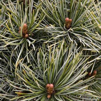 Pinus_parviflora_Negishi1S1B2363.JPG