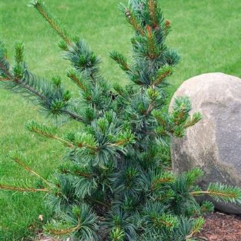 Pinus_parviflora_Negishi_2008-6706.jpg