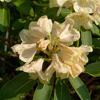 Rhododendron_Stadt_Westerstede_2006_1246_Q.jpg