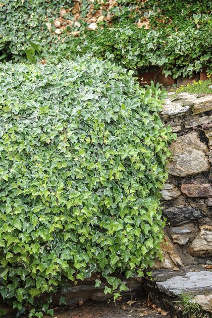 Hedera helix 'Glacier' von Bruns Pflanzen