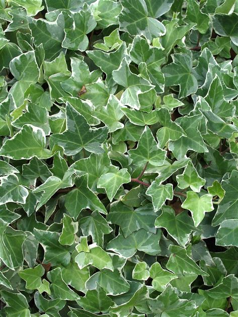 Hedera helix 'Glacier' von Bruns Pflanzen