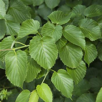 Davidia_involucrata_vilmoriniana_2008_4122.jpg