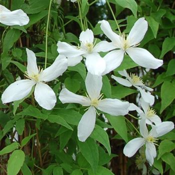 Clematis_montana_Superba_GR_Q1.jpg