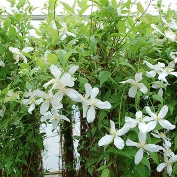 Clematis_montana_Superba_GR_R2.jpg