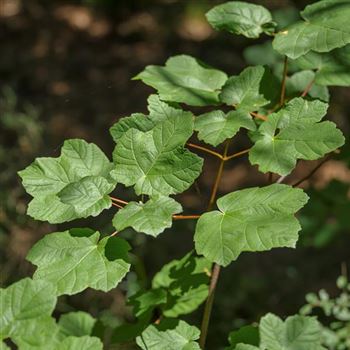 Acer_opalus_2011_1391.jpg