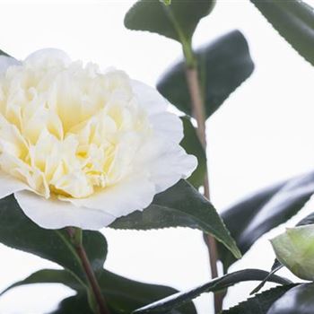 Camellia japonica