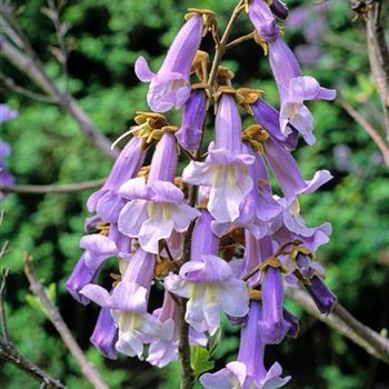 Paulownia_tomentosa_2003_2281_b.jpg