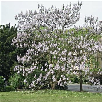 Paulownia_tomentosa_2008_2512_q.jpg