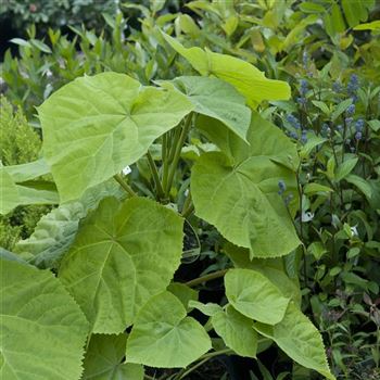 Paulownia_tomentosa_2007_5802.jpg