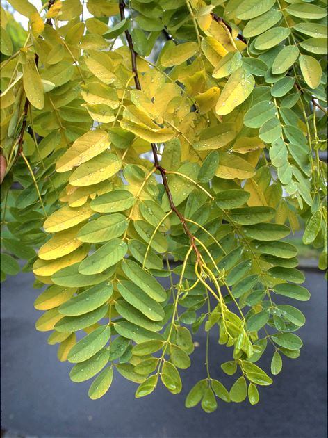 Robinia_pseudoacacia_Frisia_19