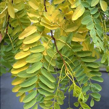 Robinia_pseudoacacia_Frisia_1998_5417.jpg