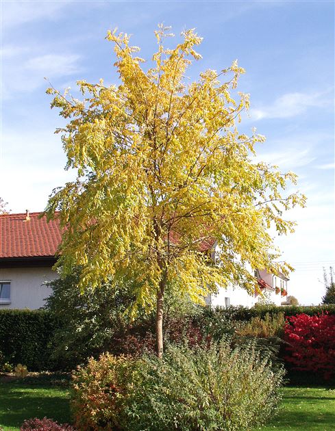 Robinia pseudoacacia 'Frisia' von Bruns Pflanzen