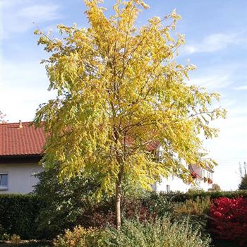 Robinia_pseudoacacia_Frisia_1990_1191.jpg