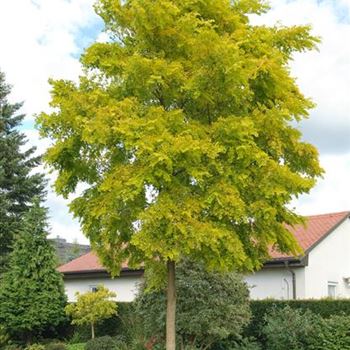 Robinia_pseudoacacia_Frisia_2007_6732.jpg