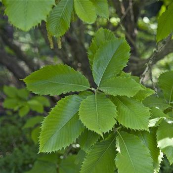 Quercus_pontica_2008_3453.jpg