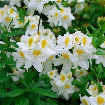 Rhododendron_luteum_Persil_2006_1807_q.jpg